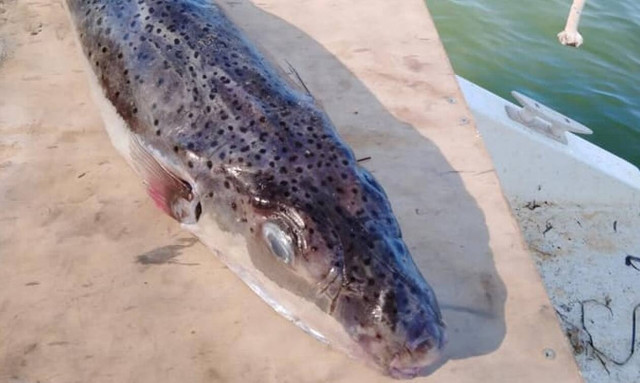 Μεσολόγγι: Ανησυχία για την παρουσία επικίνδυνου ψαριού