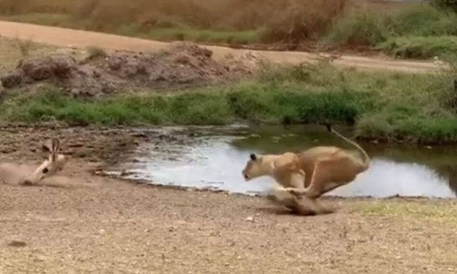 Λιοντάρι «την πέφτει» σε αντιλόπη και δείτε τι ακολουθεί!