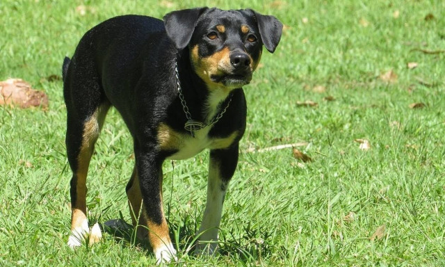 Ιρλανδία: Φρικτός θάνατος βρέφους 3 μηνών από επίθεση σκύλου