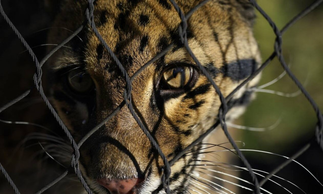 Φρίκη στην Ινδία: Λεοπάρδαλη κατασπάραξε 4χρονη – Την άρπαξε από το πάρτι του αδερφού της