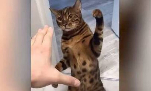 TikTok: Μια γάτα που παίζει… μποξ «τρελαίνει» τους χρήστες του διαδικτύου (vid)