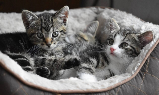 Η αλλαγή στο νομοσχέδιο για τα δεσποζόμενα ζώα που βάζει τέλος στο αδιέξοδο