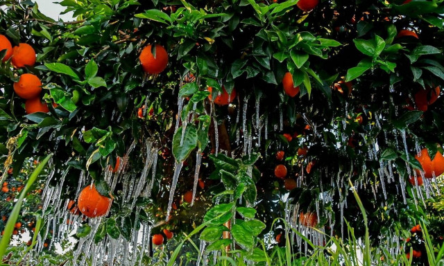 Αγρότες: Τέλη Ιουλίου η προκαταβολή του 40% των αποζημιώσεων για τον παγετό