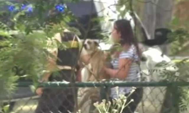 Τραγικός θάνατος για 7χρονο στις ΗΠΑ: Τον κατασπάραξαν σκυλιά ενώ έκανε βόλτα