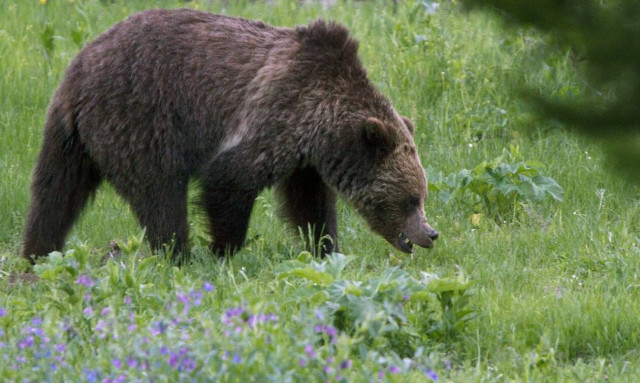 Iαπωνία: Τέσσερις τραυματίες απο αρκούδα που «βόλταρε» σε αεροδρόμιο και στρατιωτική βάση