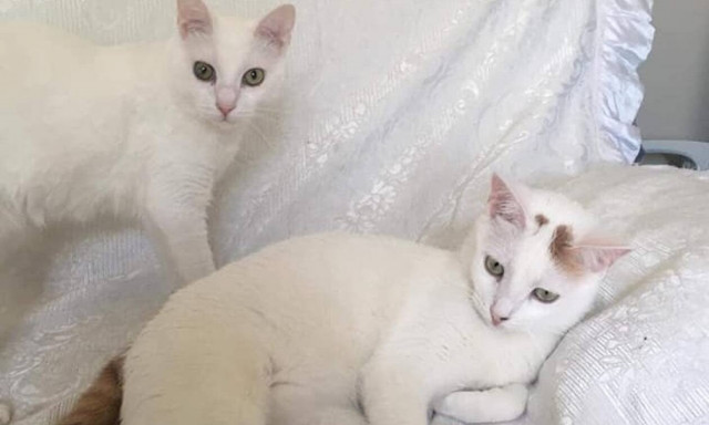 Γλυκά Νερά: Οι γάτες της Καρολάιν ψάχνουν σπίτι (photos)