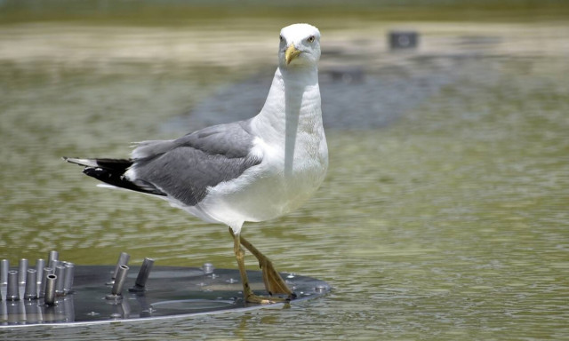 Καιρός: Πού άγγιξε το θερμόμετρο τους 36 βαθμούς Κελσίου - Άστατος ο καιρός και τη Δευτέρα