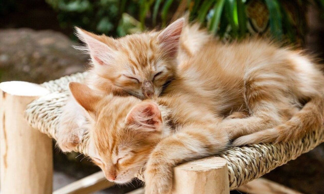 Οργή για ηλικιωμένη στη Νέα Σμύρνη: Μαχαίρωσε νεογέννητα γατάκια - Κατηγορείται για κακούργημα