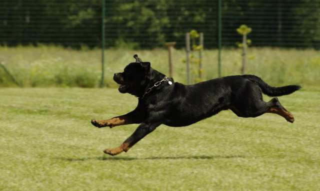 Παγκράτι: Πατέρας και γιος έδωσαν εντολή «φα’ τον» σε ροτβάιλερ για να επιτεθεί σε 30χρονο