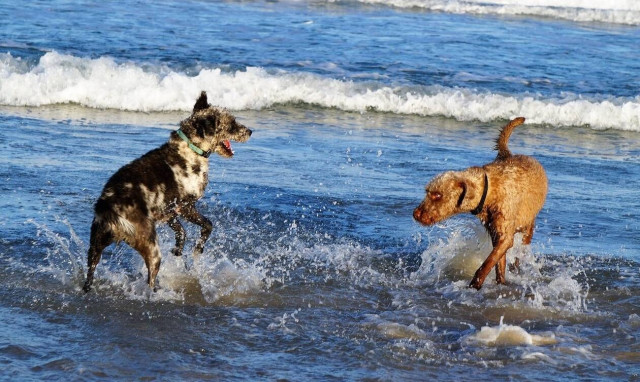 Νομοσχέδιο για δεσποζόμενα και αδέσποτα: Τα κενά και οι ελλείψεις για παραλίες και παιδικές χαρές