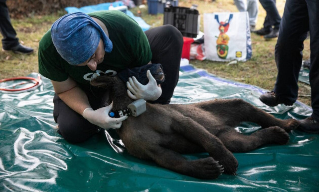 Το AQUA Carpatica στηρίζει τον ΑΡΚΤΟΥΡΟ για τη λειτουργία της Ομάδας Άμεσης Επέμβασης