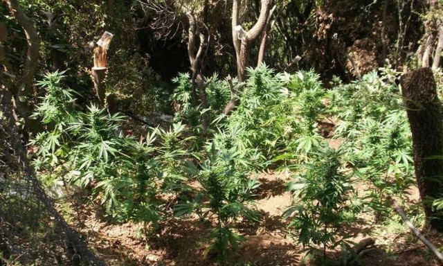 Ρέθυμνο: «Ξετρύπωσαν» την χασισοφυτεία, συνέλαβαν και τον καλλιεργητή