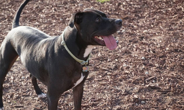 ΗΠΑ: Πίτμπουλ κατασπάραξαν 28χρονη μητέρα δύο παιδιών