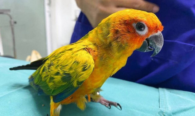 Ταϊλάνδη: Λαίμαργος παπαγάλος έφαγε... 21 διαμάντια