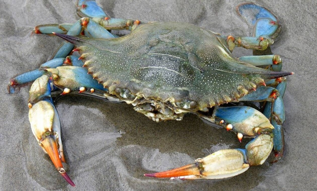 Μυστήριο στην Κρήτη: Γέμισαν οι παραλίες με μπλε καβούρια!