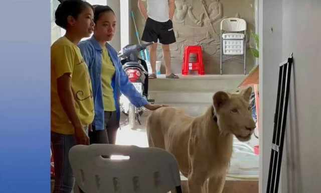 Καμπότζη: Είχε ως…κατοικίδιο ένα λιοντάρι - Τον πρόδωσε το TikTok (vid)