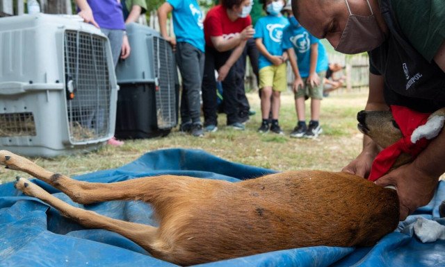 «Αρκτούρος»: Ελεύθερα ξανά στη φύση τα ορφανά ζαρκαδάκια, Θωμάς και Μάτα