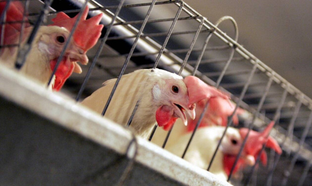 Κομισιόν: Σταδιακή κατάργηση των κλουβιών για εκτρεφόμενα ζώα