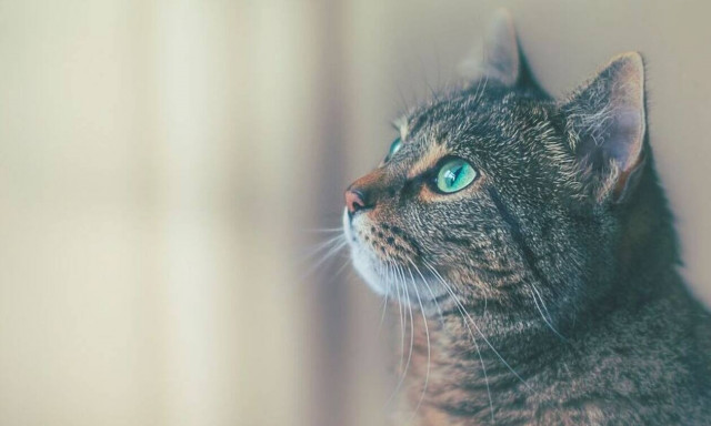 Κορονοϊός: Τα κατοικίδια μπορούν να «κολλήσουν» τον ιό από ανθρώπους