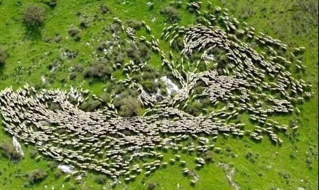 Iσραήλ: Viral «χορογραφία» με πρωταγωνιστές ένα…κοπάδι προβάτων – Το video που μαγεύει