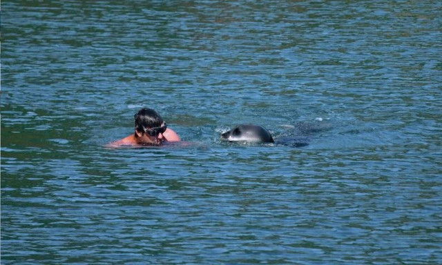 Αλόννησος: Φώκια επιτέθηκε σε λουόμενο που… σώθηκε από φουσκωτό