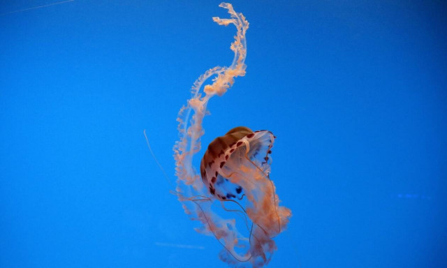 Ρεπορτάζ Newsbomb.gr: Δεν εμπνέει λόγο ανησυχίας η εμφάνιση μεδουσών στη Χαλκιδική