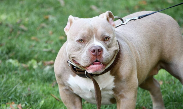 Φρικτός θάνατος για βρέφος 5 μηνών στην Αυστραλία: Το κατασπάραξε το σκυλί της οικογένειας