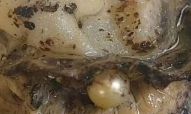 Ιδιοκτήτρια ουζερί στην Πάτρα βρήκε… μαργαριτάρι μέσα στο στρείδι!