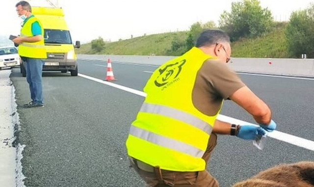 Κοζάνη: Τροχαίο με θύμα νεαρή αρκούδα