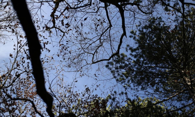 Περιπέτεια 19 εκδρομέων - Χάθηκαν σε δασική περιοχή της Νάουσας