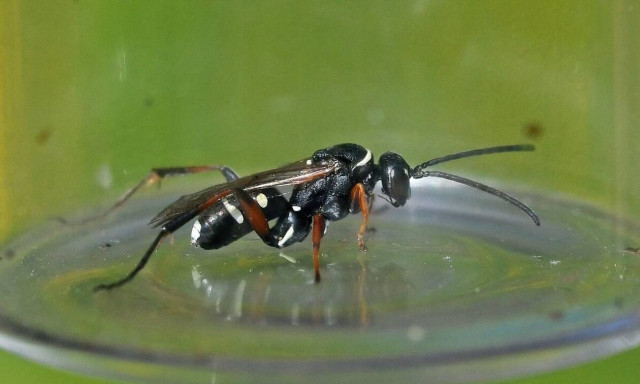 Τραγωδία στα Τρίκαλα: Πέθανε από τσίμπημα σφήκας που είχε φωλιάσει στη μηχανή αυτοκινήτου