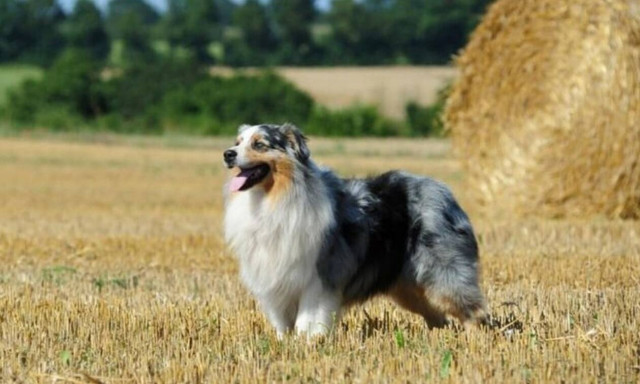 Σκυλίτσα ζωγραφίζει, κάνει yoga και γίνεται viral!