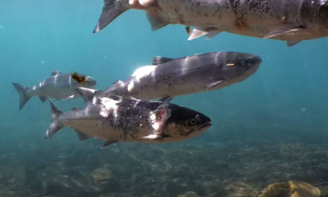 Σολομοί σχεδόν ψήθηκαν μέσα στο νερό από τις υψηλές θερμοκρασίες!