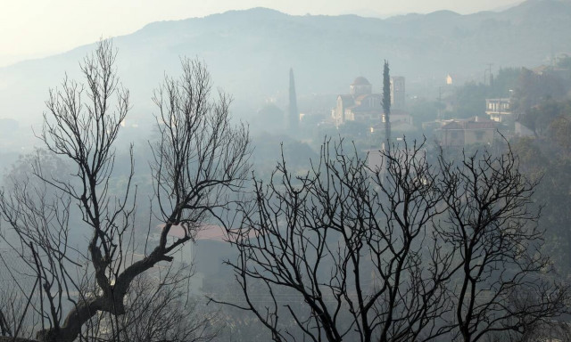 Φωτιά στην Αχαΐα: Μεγάλες οι ζημιές στις καλλιέργειες – Καήκαν ελιές και αμπέλια