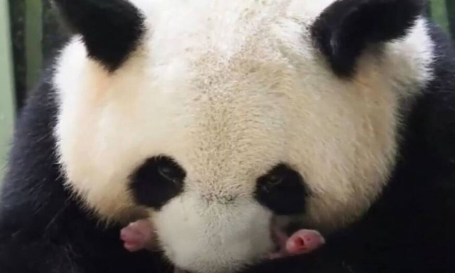 Γαλλία: Γιγαντιαίο πάντα έφερε στον κόσμο δίδυμα «μωρά» σε ζωολογικό κήπο