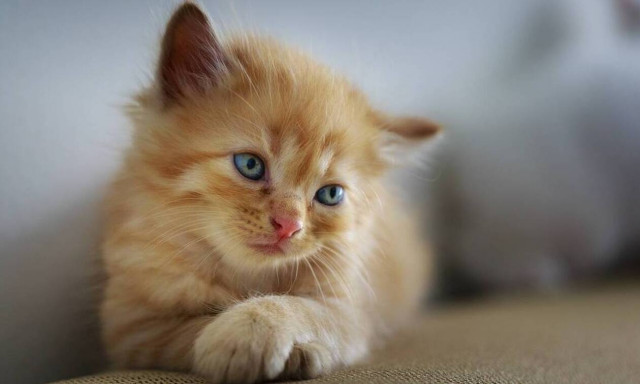 Καβάλα: Άνδρας πυροβόλησε γάτα από το μπαλκόνι του