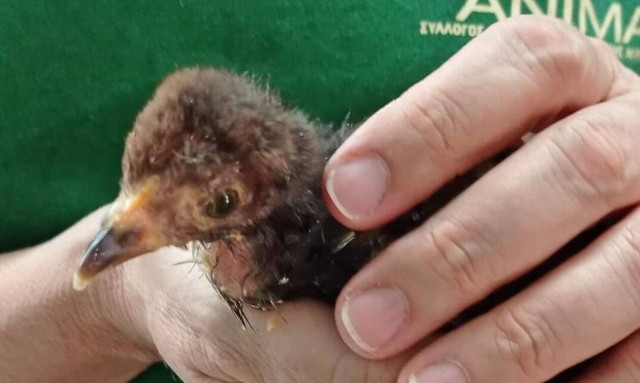 ΑΝΙΜΑ: Από την φωτιά δεν επέζησαν εκατοντάδες ζώα