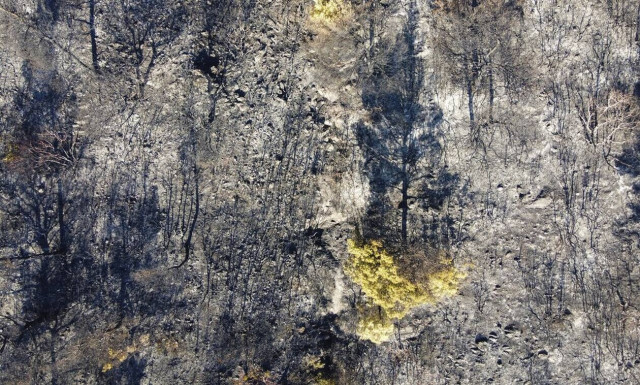 Άμεση ψυχολογική υποστήριξη στους πληγέντες των πυρκαγιών σε Χαλκίδα και Αιδηψό