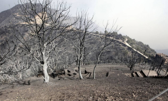 Δεκάδες οι νεκροί από τις πυρκαγιές στην Αλγερία: Καταγγελίες για εμπρησμούς