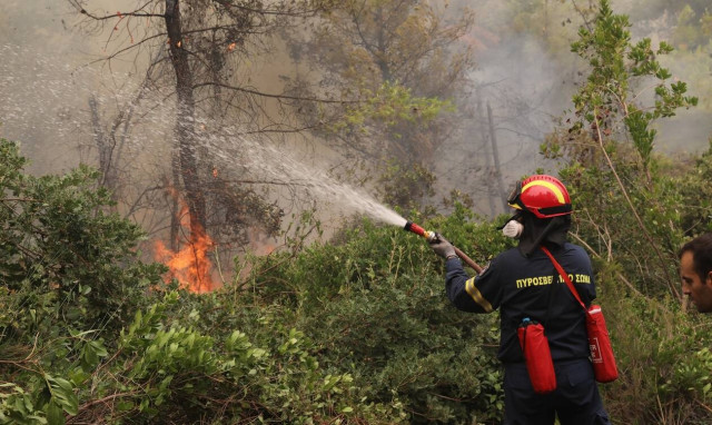 Επιτροπή ειδικών για τα ελληνικά δάση από την Ακαδημία Αθηνών: Τι θα κάνει η ΕΑΔΟ-Ποια είναι τα μέλη