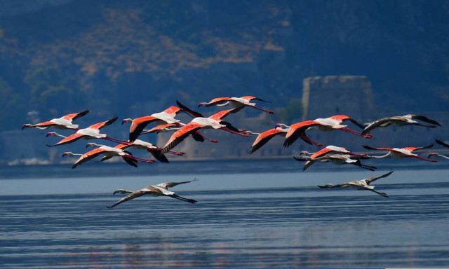 Δεκάδες φλαμίνγκο έκαναν στάση στο Ναύπλιο: Εντυπωσιακές εικόνες