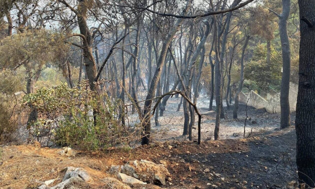 Πυρόπληκτοι: 3,7 εκατ. ευρώ για τους ρητινοκαλλιεργητές - Το σχέδιο για τον «Ανάδοχο Αναδάσωσης»