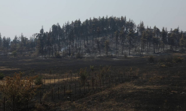 Καμένο δάσος