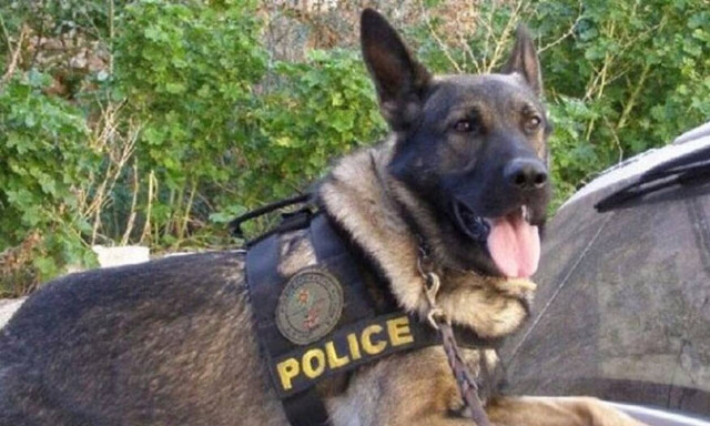 Πέθανε η Μίσα, το σκυλί που έκανε τη μεγαλύτερη ανακάλυψη στην ιστορία του Λιμενικού