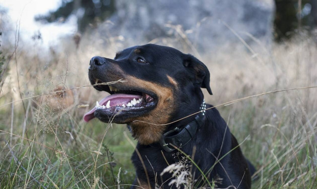 Νέα Υόρκη: Φρικτός θάνατος για βρέφος 19 μηνών – Το κατασπάραξε ο σκύλος της οικογένειας