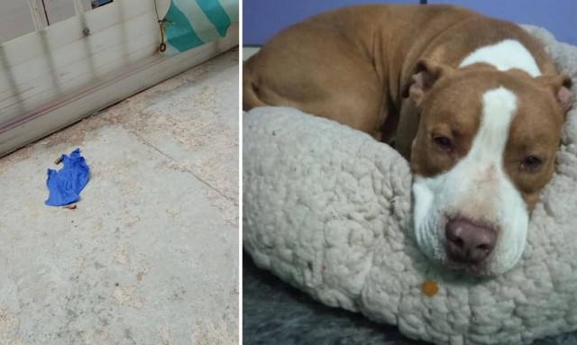 Πυροβολισμός πιτ μπουλ στο Γαλάτσι: Το μυστήριο και οι διαφορετικές καταθέσεις