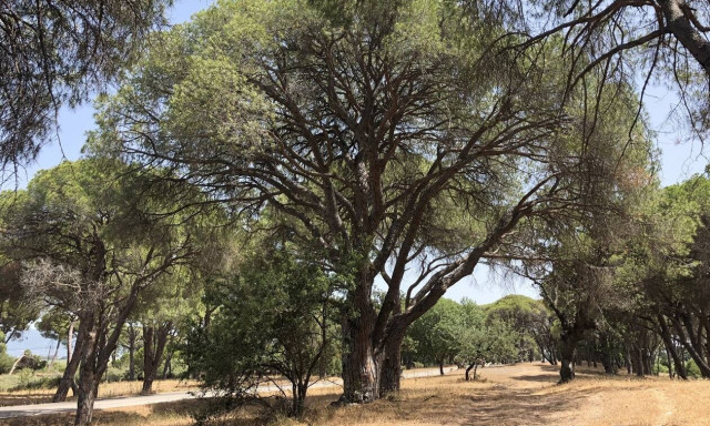 Ban on travel to or through forested areas is extended to Aug. 20