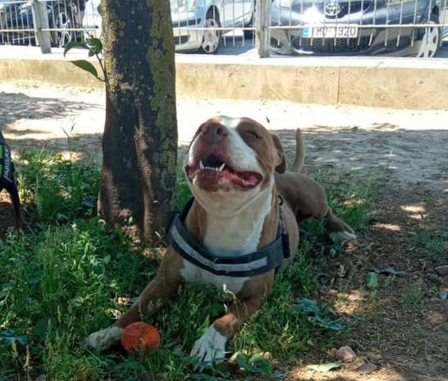 Γαλάτσι: Οι αποκαλυπτικοί διάλογοι και η κατάθεση - φωτιά σε βάρος του ιδιοκτήτη του πίτμπουλ