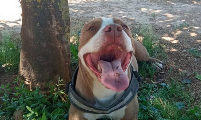 Πυροβολισμός σκύλου στο Γαλάτσι: Δικογραφία για κακούργημα σε βάρος του αστυνομικού