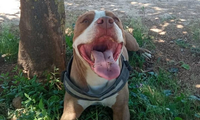 ΕΛΑΣ: Το πίτμπουλ στο Γαλάτσι δάγκωσε τον αστυνομικό στον δεξί του μηρό